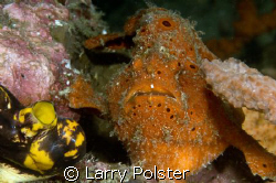 Nice orange frog, D300, 105VR by Larry Polster 